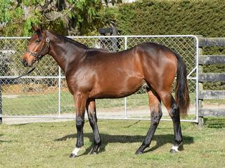 Lot 36 (Highly Recommended x Vannista Belle), a close relation to Melody Belle. 